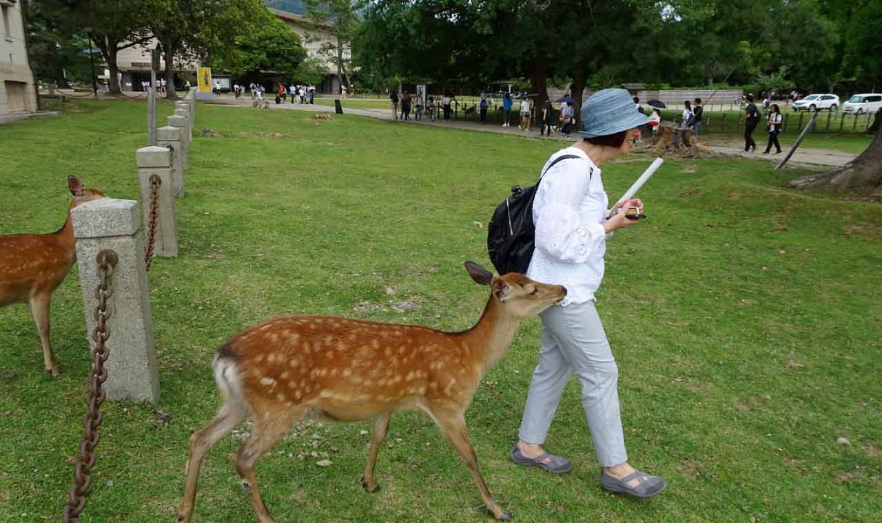 奈良公園