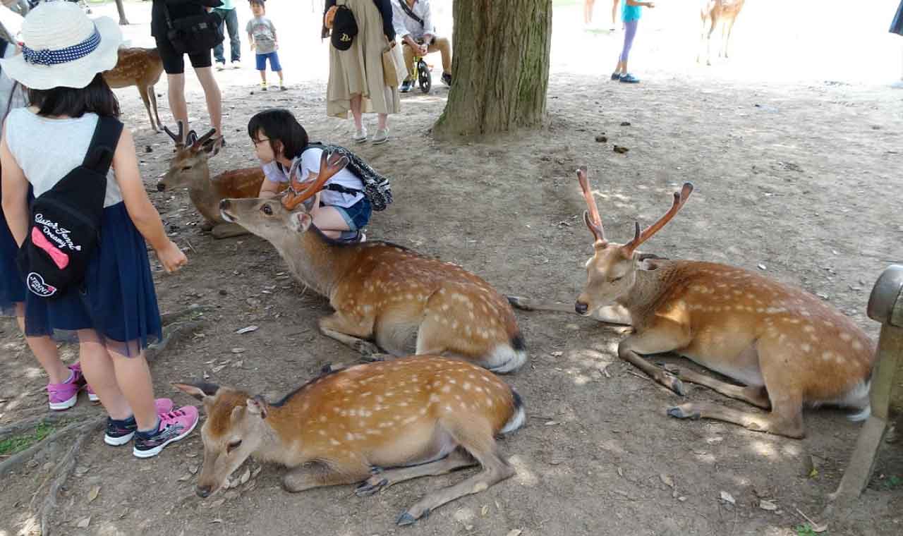 奈良公園